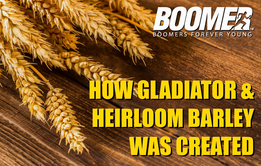 How It All Started - How Ken Campbell created Boomer Product's Gladiator and Heirloom Barley